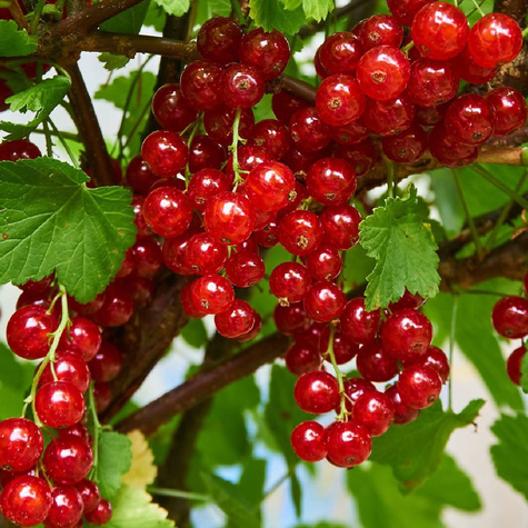 Porzeczka czerwona Rovada Plant Pack