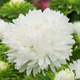 Aster chiński peoniowy karłowy biały 1g