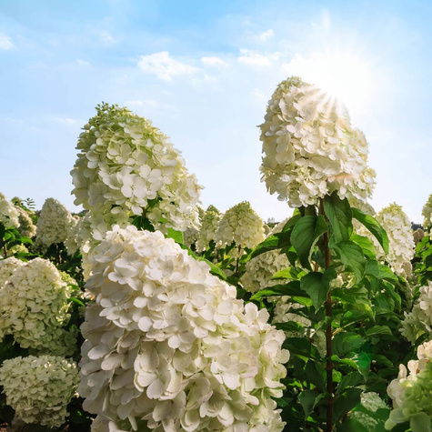 Hortensja bukietowa Living Sugar Rush (C2)