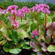 Bergenia sercowata Rotblum (C2)