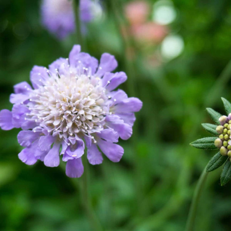 Driakiew gołębia Butterfly Blue (C2)