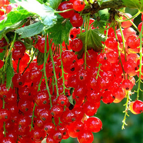 Porzeczka czerwona Rondom Plant Pack