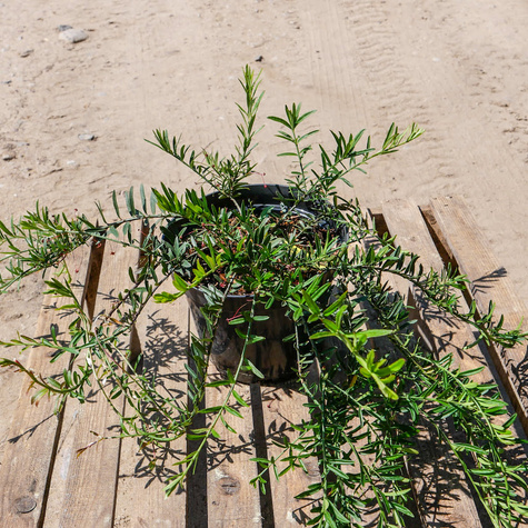 Trzmielina niska (C2)