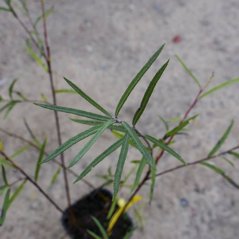 Wierzba siwa Angustifolia (C2)