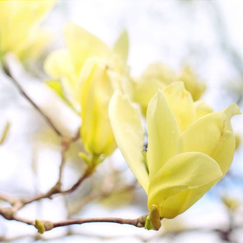 Magnolia żółta Yellow Lantern (C2)
