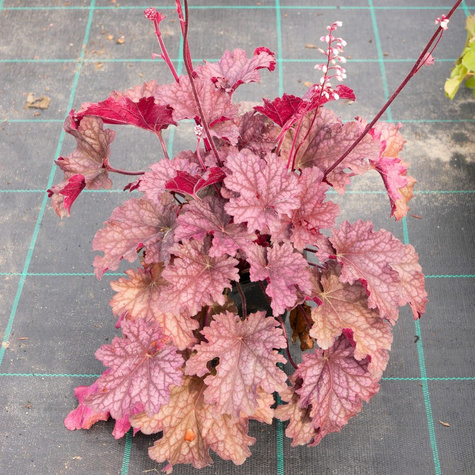 Żurawka ogrodowa Berry Smoothie jagodowa (C2)