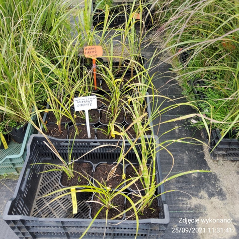 Miscanthus sinenesis Miskant chiński 'Giraffe'