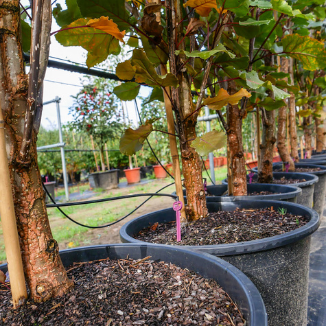 Topola amerykańska obw. 10-14cm C20