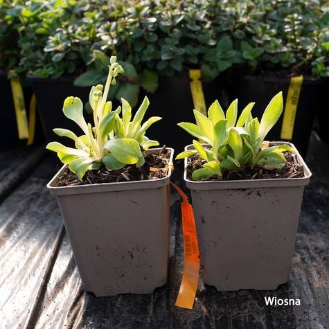 Pierwiosnek omszony (C2)