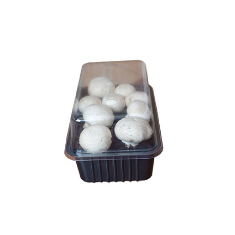 Zestaw edukacyjny dla dzieci pieczarka biała 3l