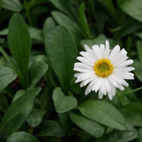 Aster alpejski Albus biały (C2)