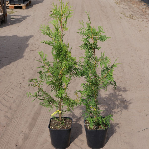 Thuja Tuja Żywotnik zachodni Brabant w doniczce