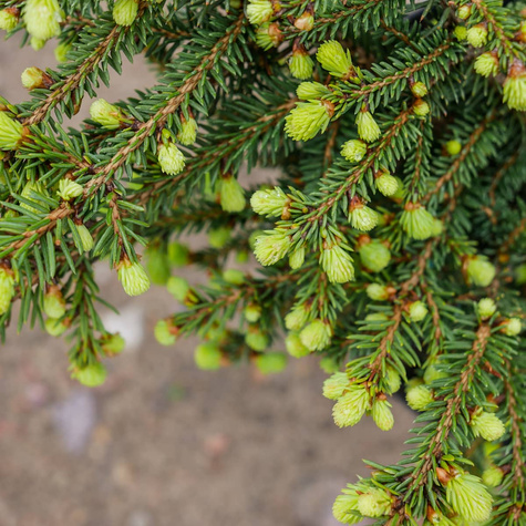 Świerk pospolity Nidiformis gniazdkowy (C2)