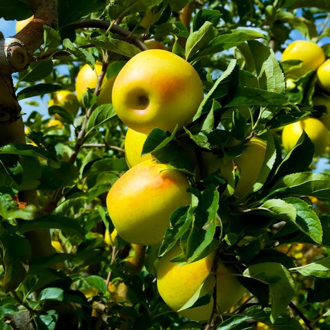 Duo Jabłoń Malinowa + Golden Delicious Plant Pack