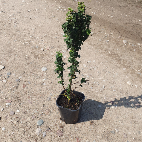 Dereń świdwa Compressa (C2)