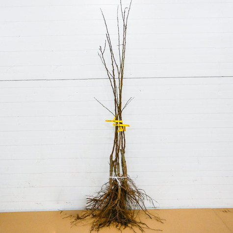 Morela Taja Plant Pack