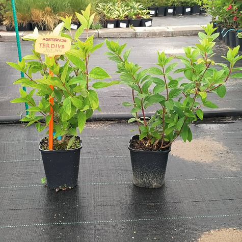 Hortensja bukietowa Tardiva (C2)