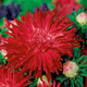 Aster chiński chryzantemowy wysoki czerwony 1g