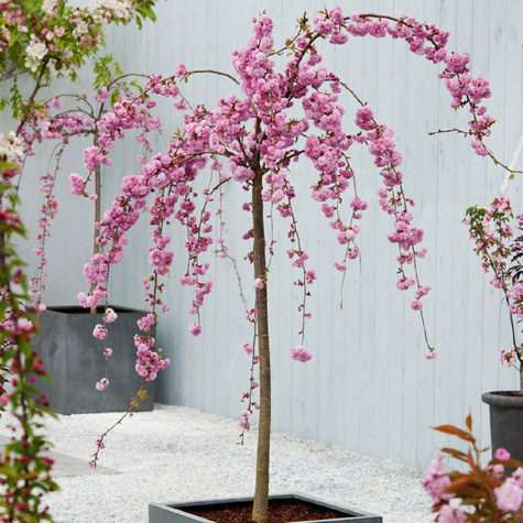 Wiśnia piłkowana Kiku - Shidare Zakura zwisająca pendula