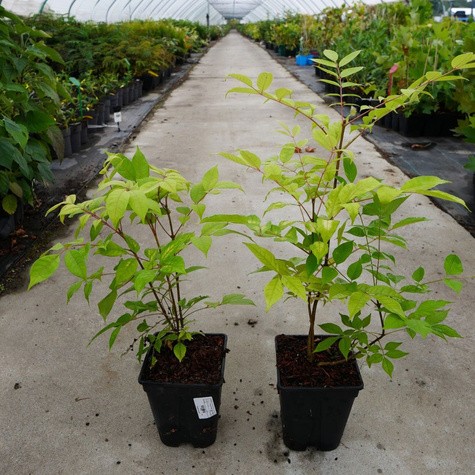 Glediczja trójcierniowa Sunburst (C2)