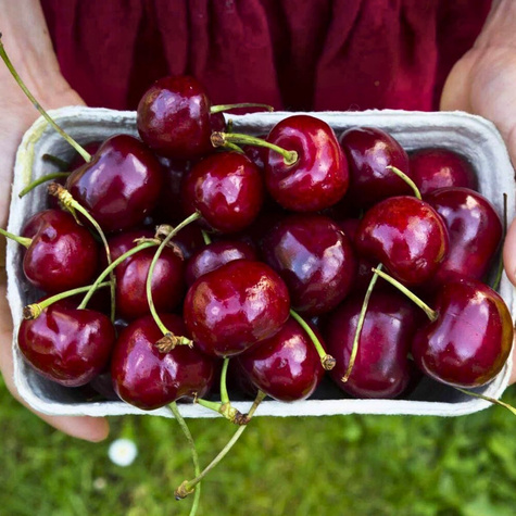 Czereśnia Majówka wczesna Plant Pack