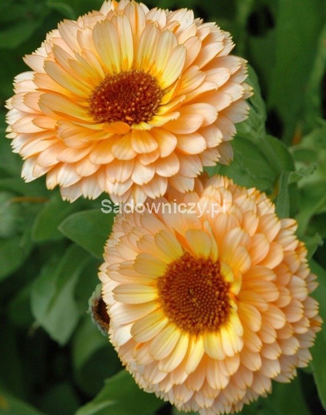 Nagietek lekarski Pink Suprise 1g