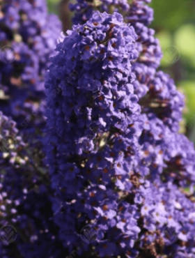 Budleja Davida Adonis Blue (P9)