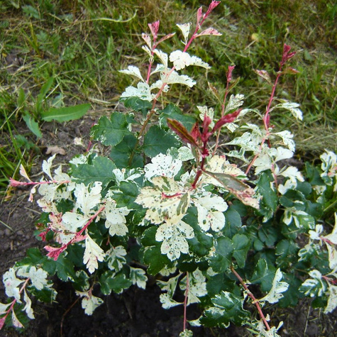 Głóg dwuszyjkowy Gireoudii szczepiony na pniu