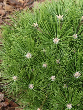 Sosna gęstokwiatowa Low Glow NP