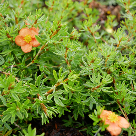 Pięciornik krzewiasty Red Ace