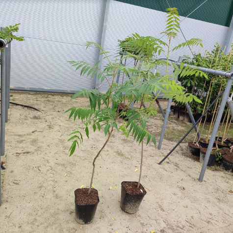 Sumak octowiec Sumak odurzający Mrozoodporny Egzotyczny (C5)