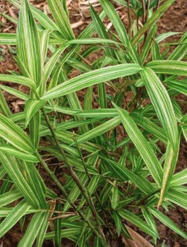 Bambus karłowy Tsuboi (C2)