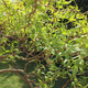 Sztobry wierzby erythroflexuosa 10szt.