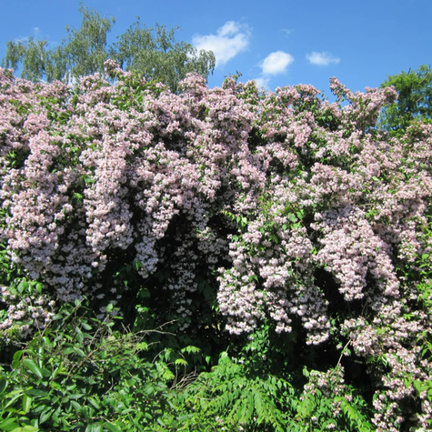 Kolkwicja chińska Pink Cloud (C2)
