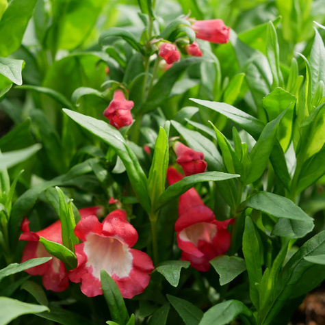 Penstemon Hartwegii Polaris Red (C2)