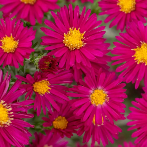 Aster nowobelgijski Crimson Brocade (C2)