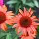 Jeżówka purpurowa Orange Skipper pomarańczowa (C2)