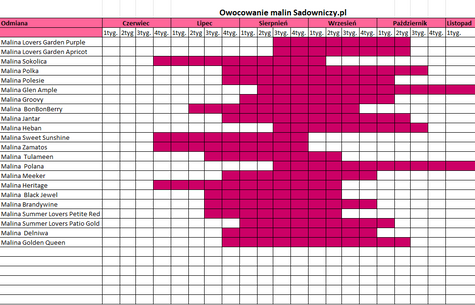 Zestaw Malina Polesie powtarzająca w doniczce 3x (C2)