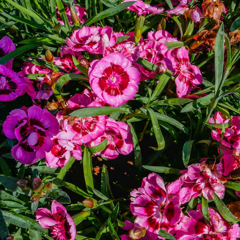 Goździk ogrodowy Pink Eyes (C2)