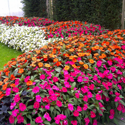 Niecierpek waleriana mix 0,2g