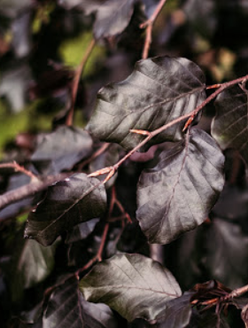 Buk pospolity zwyczajny Purpurea Pendula (C2)