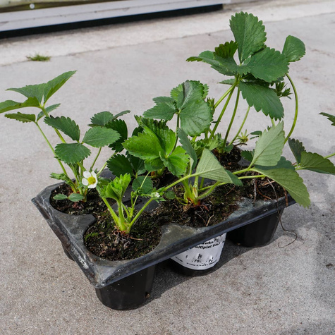 Truskawka pnąca wisząca Selva powtarzająca Multiplat 10szt