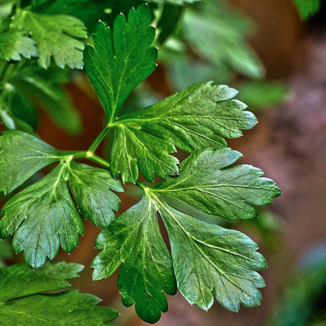 Pietruszka naciowa Gigante D'Italia Nasiona na krążku gładka 2szt