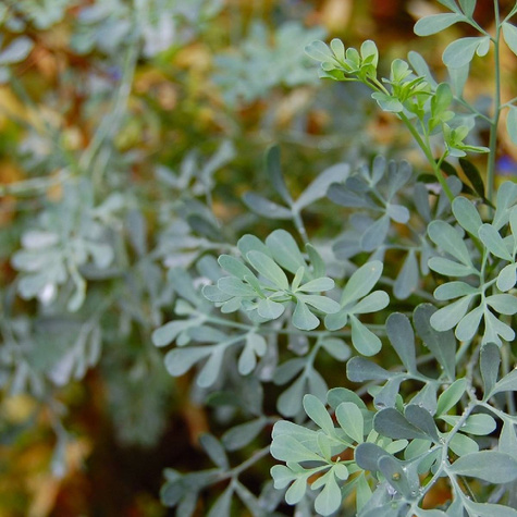 Ruta zwyczajna o wszechstronnym działaniu (C2)