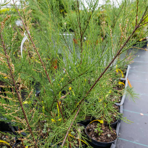 Tamaryszek czteropręcikowy (C2)