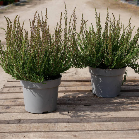 Wrzos pospolity różowy pączkowy