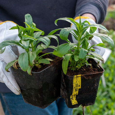 Odętka wirginijska Alba (C2)