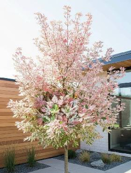 Klon jawor Purpureum Eskimo Sunset szczepiony na pniu