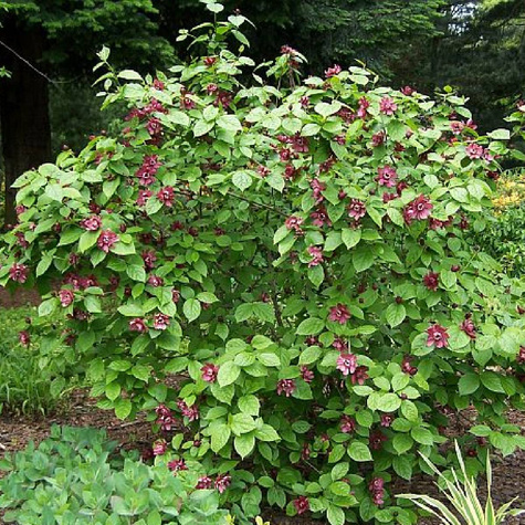 Kielichowiec Aphrodite (C2)