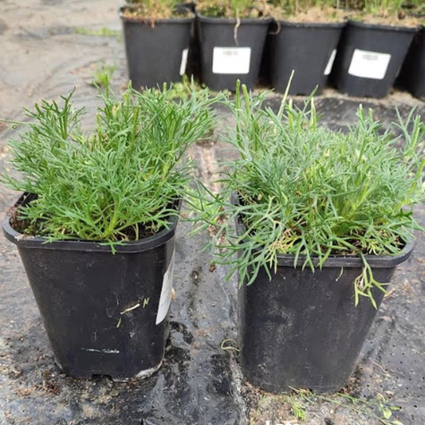 Stokrotka marokańska Zagora Orange (C2)